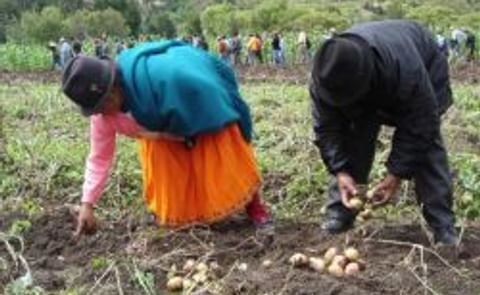 Listas las semillas para producir papas congeladas en Ecuador y abastecer a cadenas de comida rápida Listas las semillas para producir papas congeladas en Ecuador y abastecer a cadenas de comida rápida
