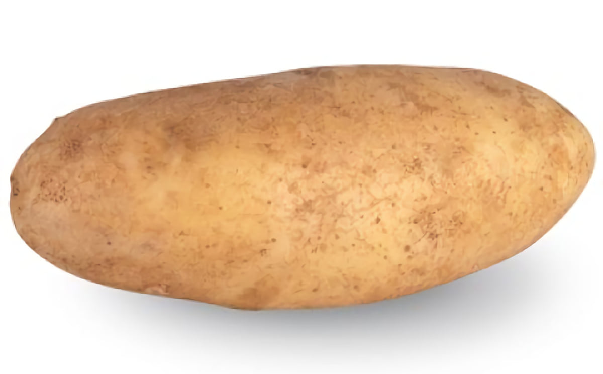 Cardyma Cardyma