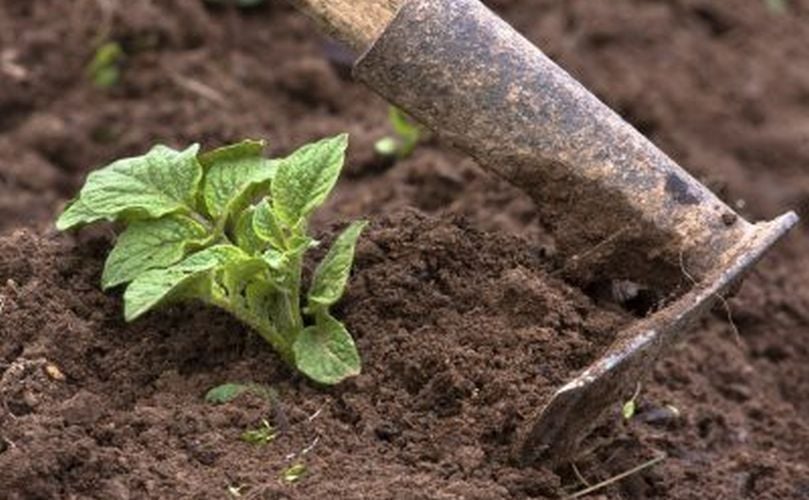 Pasos para plantar Pasos para plantar