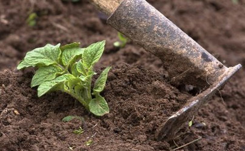 Pasos para plantar