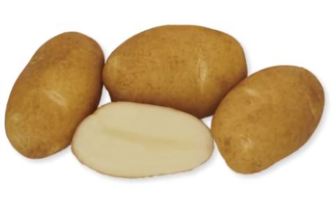 New Potato Variety - Caribou Russet - released by Maine Potato Board and the University of Maine New Potato Variety - Caribou Russet - released by Maine Potato Board and the University of Maine