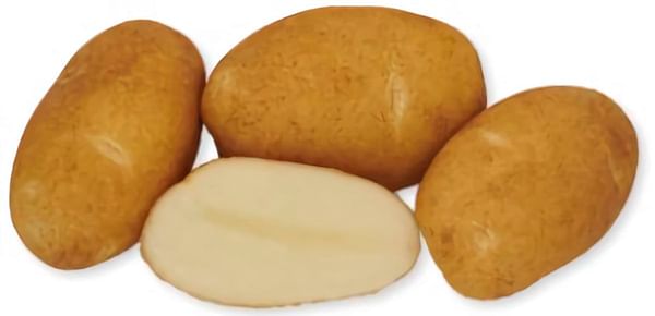 New Potato Variety - Caribou Russet - released by Maine Potato Board and the University of Maine