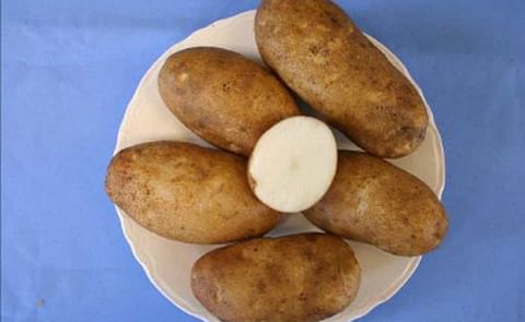 Caribou Russet Caribou Russet