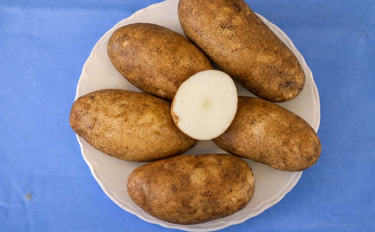 Maine Potato Board happy about spud quality, new variety Maine Potato Board happy about spud quality, new variety