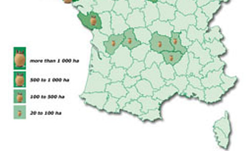 Agricultores franceses incrementan producción de papa al controlar la sanidad de sus suelos y semillas Agricultores franceses incrementan producción de papa al controlar la sanidad de sus suelos y semillas