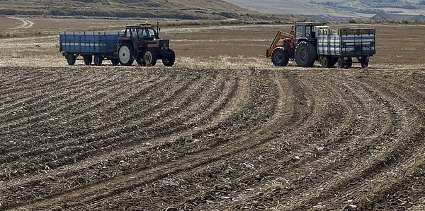 Algunos agricultores optan por no sacar las patatas de la tierra para no aumentar las pérdidas