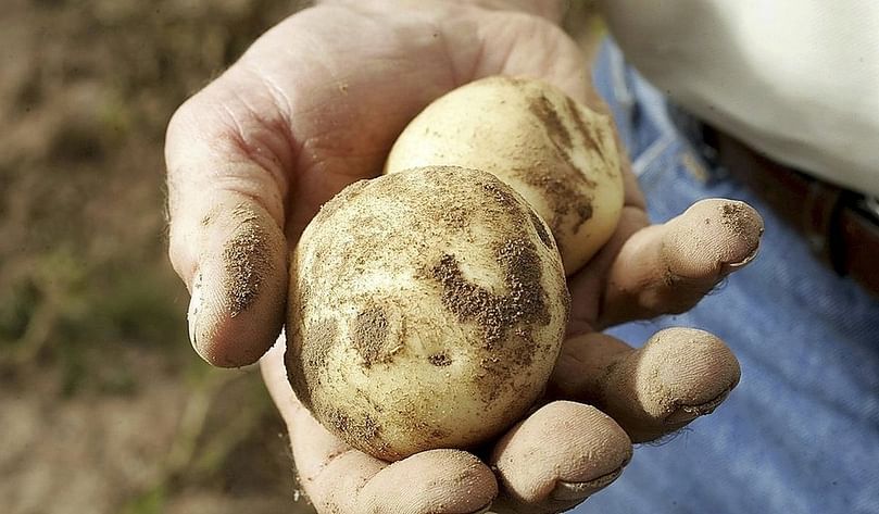 Producir un kilo de patata cuesta 12,5 céntimos y se está pagando a 6.