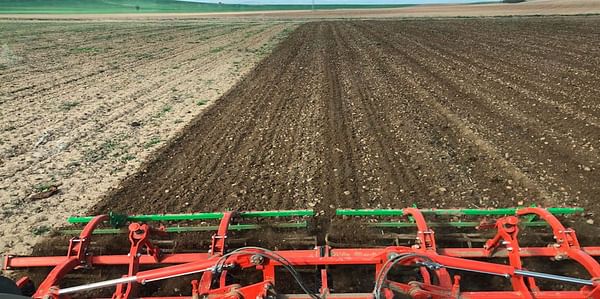 La patata para industria mantendrá su superficie en Castilla y León