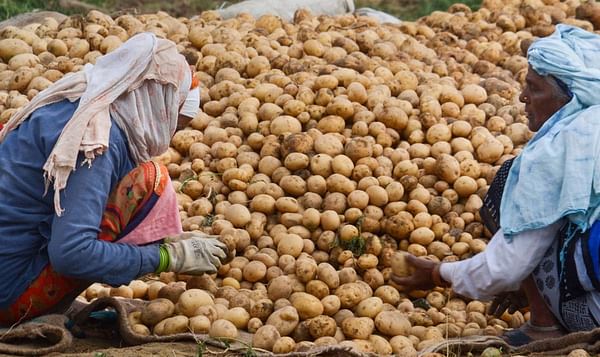 Gujarat gets lion’s share of almost 27% in potato exports