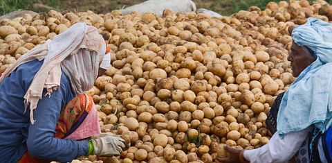Gujarat gets lion’s share of almost 27% in potato exports