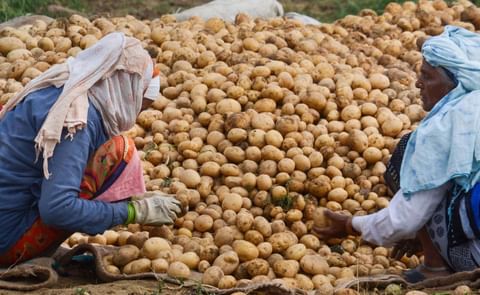 Gujarat gets lion’s share of almost 27% in potato exports. Gujarat gets lion’s share of almost 27% in potato exports.