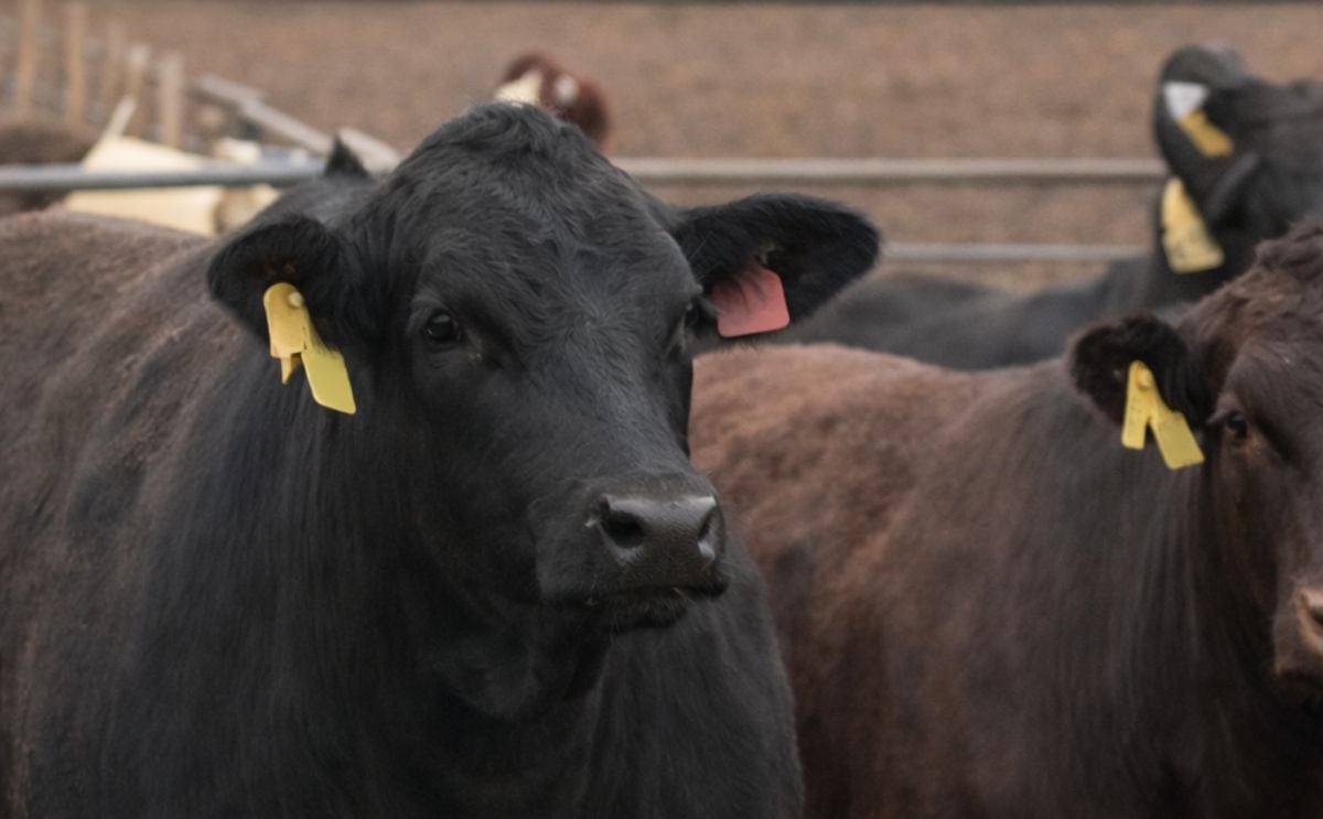 Cattle Cattle