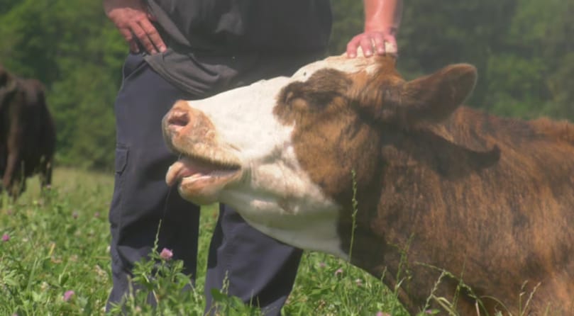 Researchers on P.E.I. are testing whether cattle can help create healthier soil for potatoes while saving farmers time and money. Researchers on P.E.I. are testing whether cattle can help create healthier soil for potatoes while saving farmers time and money.