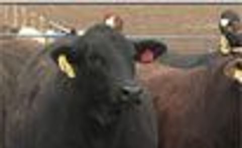 US Potatoes possible source of cattle feed this year US Potatoes possible source of cattle feed this year