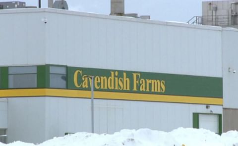 Cavendish Farms announced today it had concluded an agreement to buy the assets of Maple Leaf Potatoes, the frozen potato business of Maple Leaf Foods Inc. Cavendish Farms announced today it had concluded an agreement to buy the assets of Maple Leaf Potatoes, the frozen potato business of Maple Leaf Foods Inc.