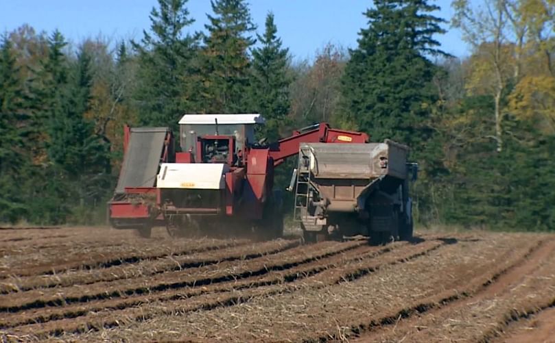 Frozen potatoes make up the single biggest international export product from P.E.I., worth an estimated $305 million in 2018