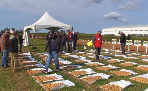 Involvement of Cavendish Farms with potato variety development was abundantly clear at the annual Growers Field Day in New Annan on September 25, 2018. Involvement of Cavendish Farms with potato variety development was abundantly clear at the annual Growers Field Day in New Annan on September 25, 2018.