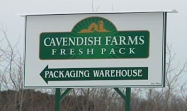 Cavendish Farms suspends potato farming operations in Presque Isle