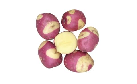 CELEBRATION CELEBRATION