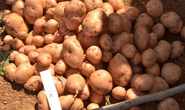 Celebration as Nigeria harvests first batch of biotech-potatoes