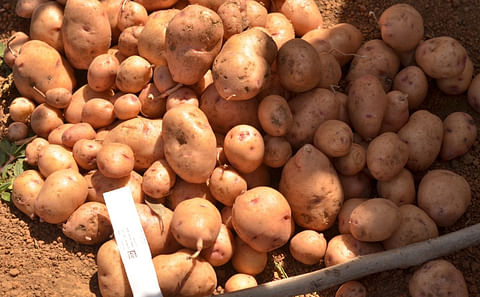 Biotech-Potato Harvest at the CFT site in Kuru, near Jos. (courtesy: AATF)