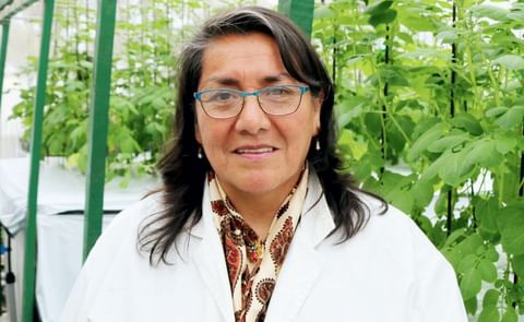 Ing. Celia Obregón Ramírez, Directora Ejecutiva del CITE Papa Ing. Celia Obregón Ramírez, Directora Ejecutiva del CITE Papa