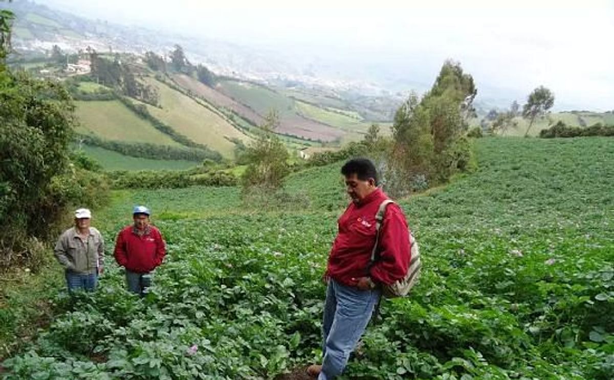 Realizan censo del cultivo de papa en Ecuador