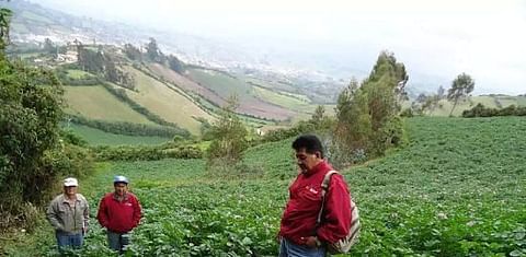 Realizan censo del cultivo de papa en Ecuador