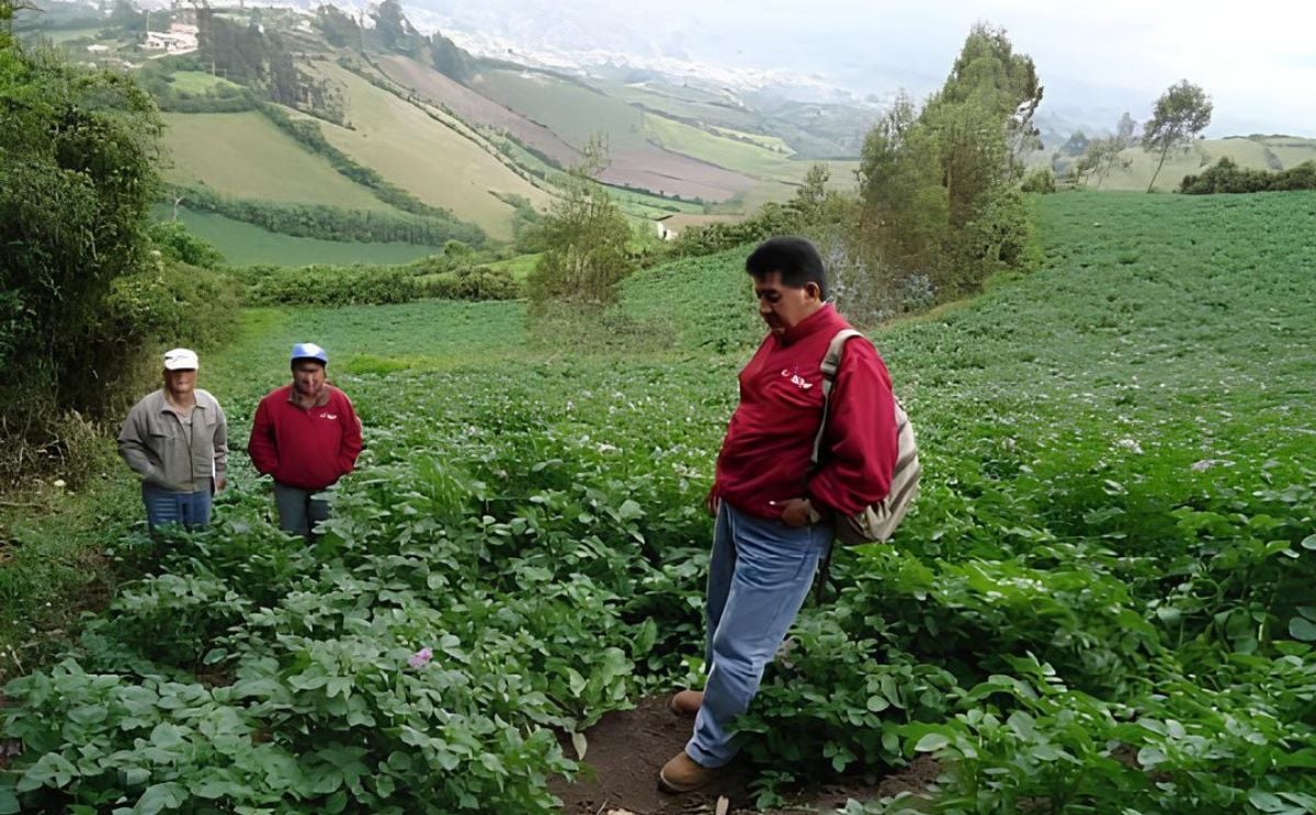 Realizan censo del cultivo de papa en Ecuador Realizan censo del cultivo de papa en Ecuador