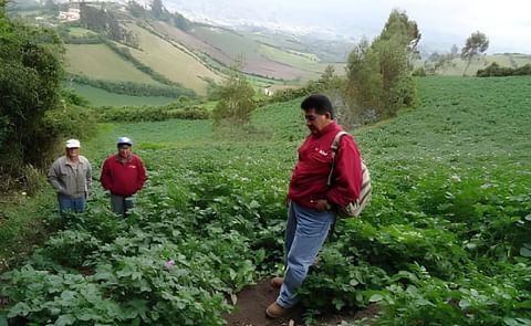 Realizan censo del cultivo de papa en Ecuador Realizan censo del cultivo de papa en Ecuador