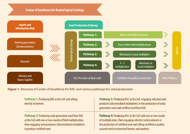 Center of Excellence for Rooted Apical Cuttings