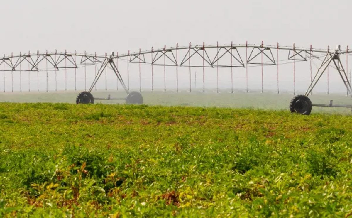 A center-pivot irrigation system waters a potato field about 16 miles from Hermiston on Aug. 29, 2025.