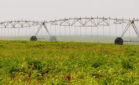 A center-pivot irrigation system waters a potato field about 16 miles from Hermiston on Aug. 29, 2025. A center-pivot irrigation system waters a potato field about 16 miles from Hermiston on Aug. 29, 2025.