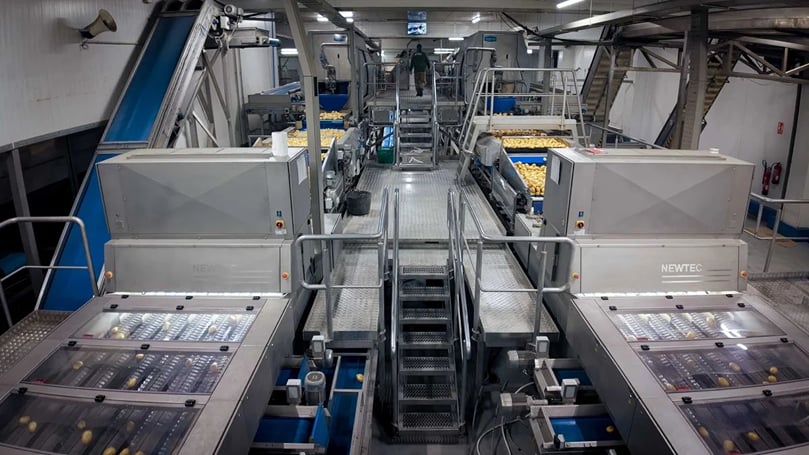 The heart of the new line: automated grading and sorting increases output and improves consistency. The heart of the new line: automated grading and sorting increases output and improves consistency.