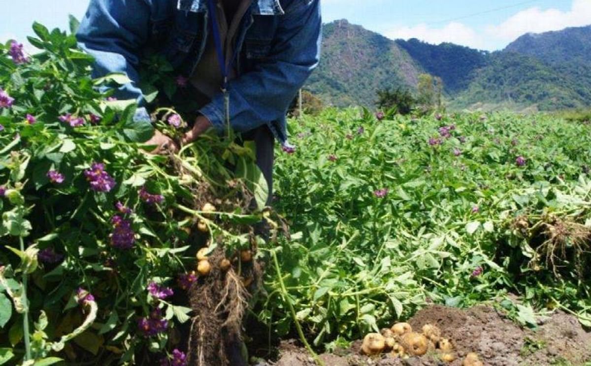 Centroamérica recibe 70 clones de papa del CIP