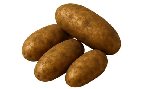 CENTURY RUSSET CENTURY RUSSET