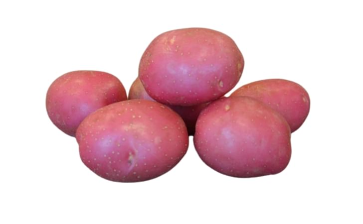 CERATA KWS CERATA KWS