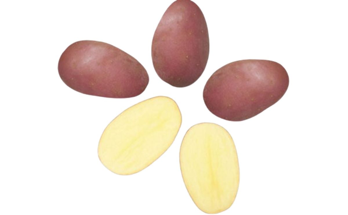 CEREZA CEREZA