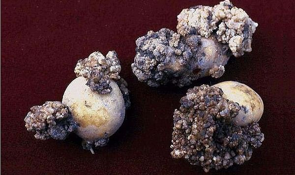 Tubers affected by potato wart (Synchytrium endobioticum)