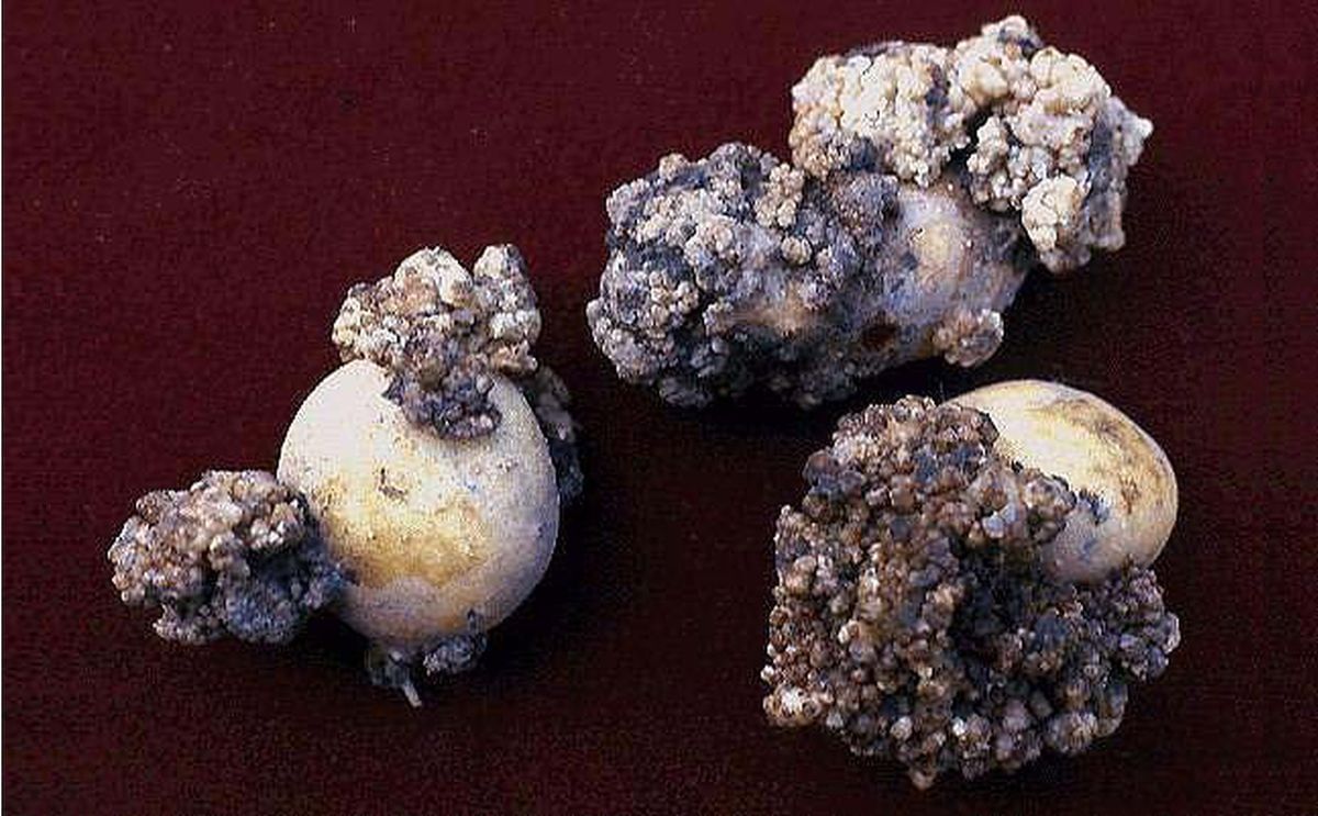 Tubers affected by potato wart (Synchytrium endobioticum) Tubers affected by potato wart (Synchytrium endobioticum)