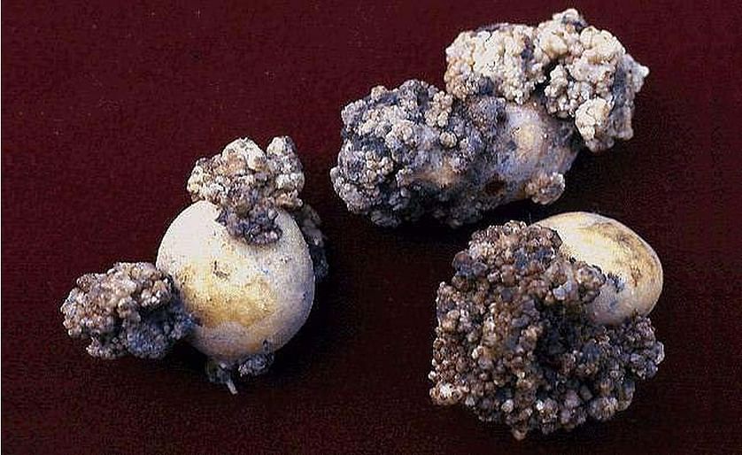 Tubers affected by potato wart (Synchytrium endobioticum) (Courtesy:&nbsp;USDA-APHIS-PPQ / CFIA)