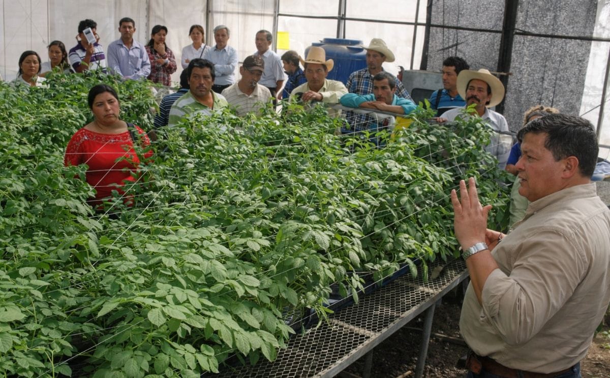 El Salvador: Corea promueve producción de semilla de papa libre de virus El Salvador: Corea promueve producción de semilla de papa libre de virus