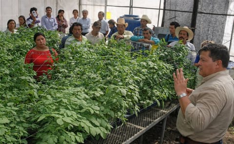 Corea promueve producción de semilla de papa en El Salvador Corea promueve producción de semilla de papa en El Salvador