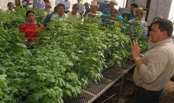 El Salvador: Corea promueve producción de semilla de papa libre de virus 