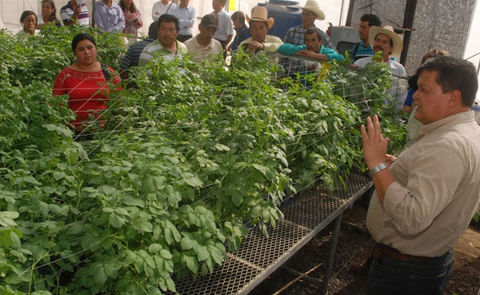 Corea promueve producción de semilla de papa en El Salvador Corea promueve producción de semilla de papa en El Salvador