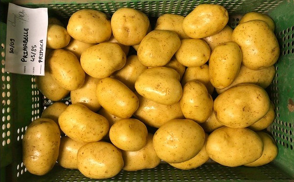 Pom Pom Potatoes