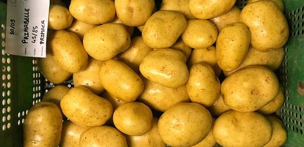 Guillaume Liesch, Champ'pom : 'The situation is good in the consumption potato market'
