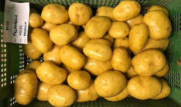 Guillaume Liesch, Champ'pom : 'The situation is good in the consumption potato market'