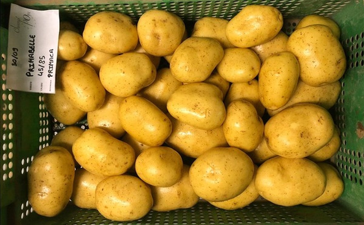 Guillaume Liesch, Champ'pom : 'The situation is good in the consumption potato market' Guillaume Liesch, Champ'pom : 'The situation is good in the consumption potato market'
