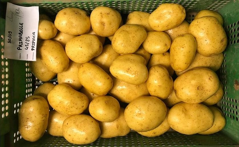 Guillaume Liesch, Champ'pom : 'The situation is good in the consumption potato market'
